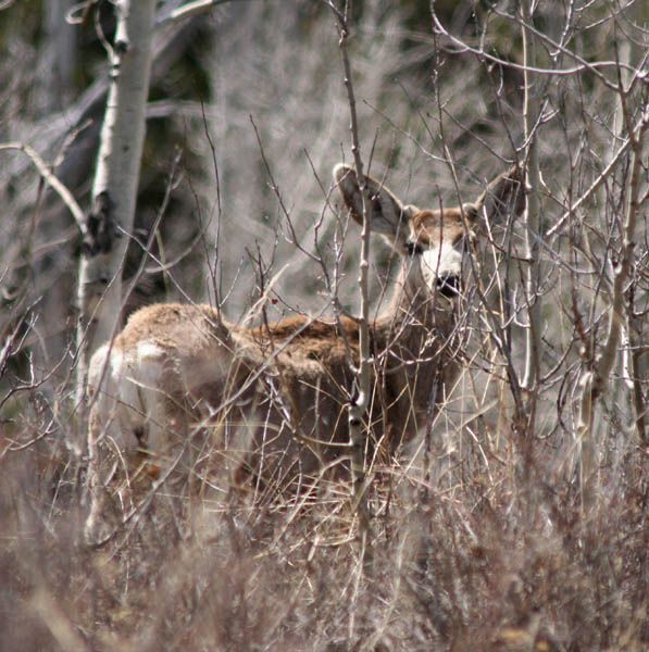 Watching from the forest. Photo by Clint Gilchrist, Pinedale Online.