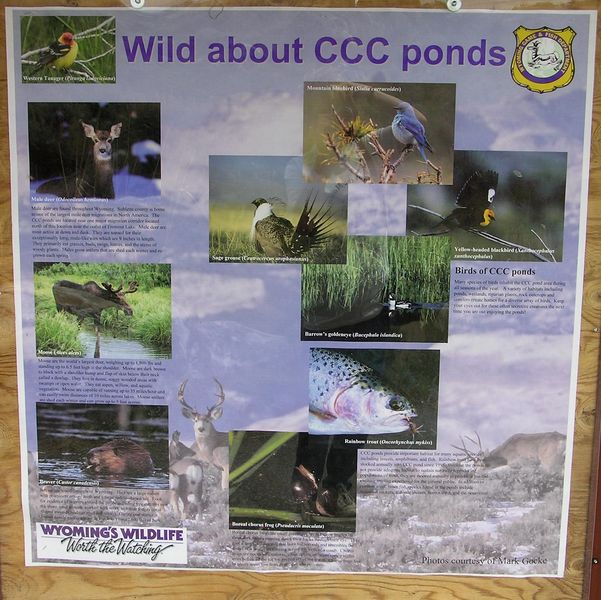CCC Pond Poster. Photo by Dawn Ballou, Pinedale Online.