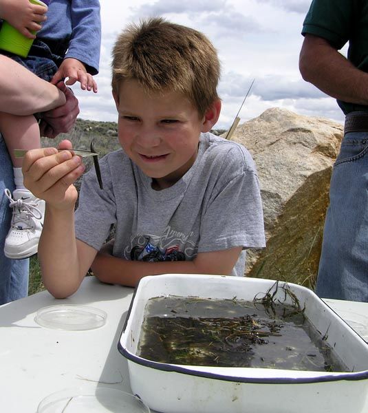 Ryan finds a leach. Photo by Dawn Ballou, Pinedale Online.