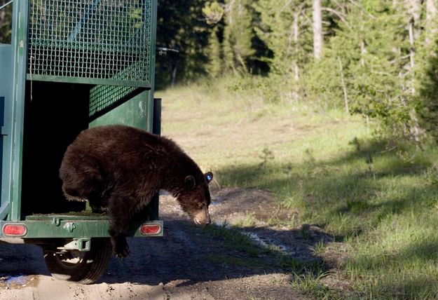 Black bear release. Photo by Wyoming Game & Fish Department.