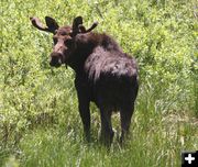 Bull Moose. Photo by Clint Gilchrist, Pinedale Online.