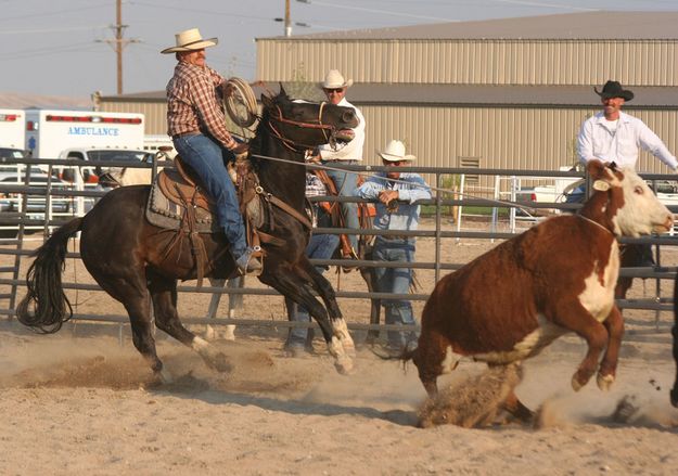 Turning the Heifer. Photo by Clint Gilchrist, Pinedale Online.
