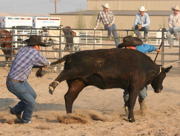 Bringing the heifer down. Photo by Clint Gilchrist, Pinedale Online.
