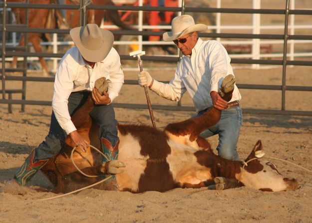 Securing Back Feet. Photo by Clint Gilchrist, Pinedale Online.
