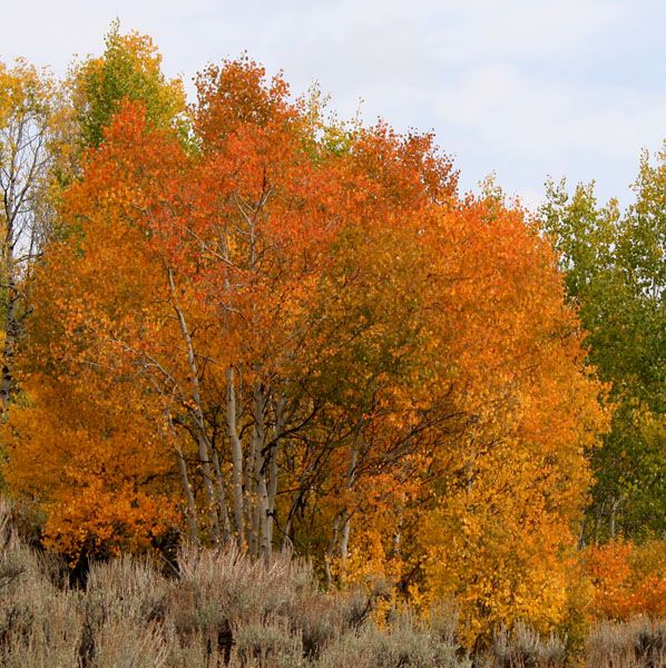Orange aspens. Photo by Clint Gilchrist, Pinedale Online.