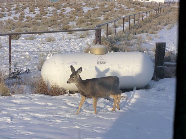 Deer on ranch. Photo by Dawn Ballou, Pinedale Online.