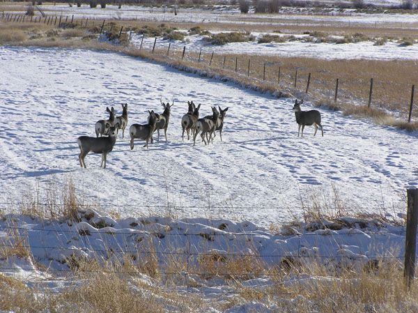 Deer on a ranch pasture. Photo by Dawn Ballou, Pinedale Online.