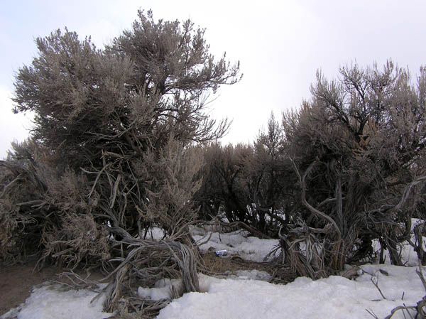 Sagebrush on the Mesa. Photo by Dawn Ballou, Pinedale Online.