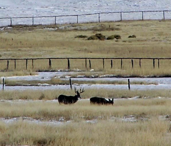 Deer use ranch pastures. Photo by Dawn Ballou, Pinedale Online.