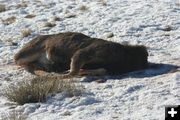 Road kill buck. Photo by Pinedale Online.