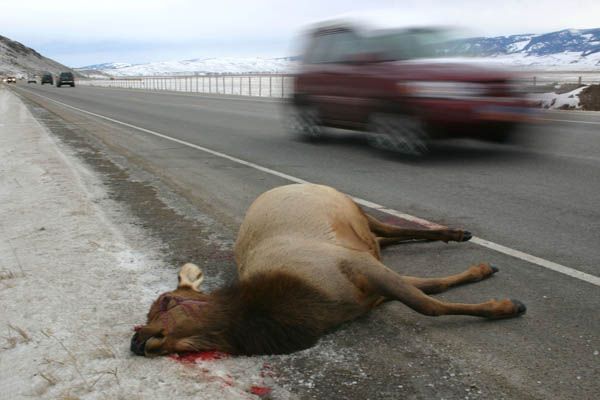 Road Kill Elk. Photo by Dead elk. Photo by Mark Gocke, WGFD..