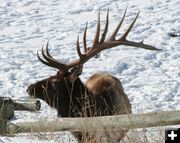 Bull Elk. Photo by Lynn Wittlieff .