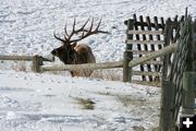 Bull Elk by road. Photo by Lynn Wittlieff .