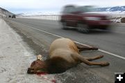 Road Kill Elk. Photo by Dead elk. Photo by Mark Gocke, WGFD..