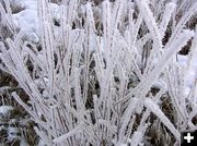Frosty plants. Photo by Dawn Ballou, Pinedale Online.