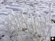 Hoar frost on weeds. Photo by Dawn Ballou, Pinedale Online.