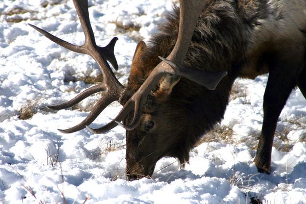 Bull Elk. Photo by Pam McCulloch, Pinedale Online.