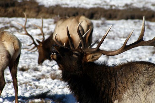 Bull Elk. Photo by Pam McCulloch, Pinedale Online.