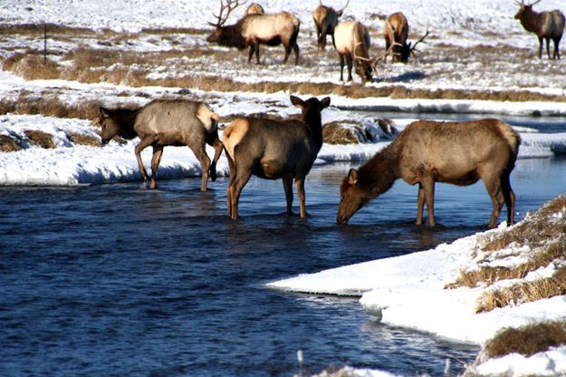 Elk in Flat Creek. Photo by Pam McCulloch, Pinedale Online.