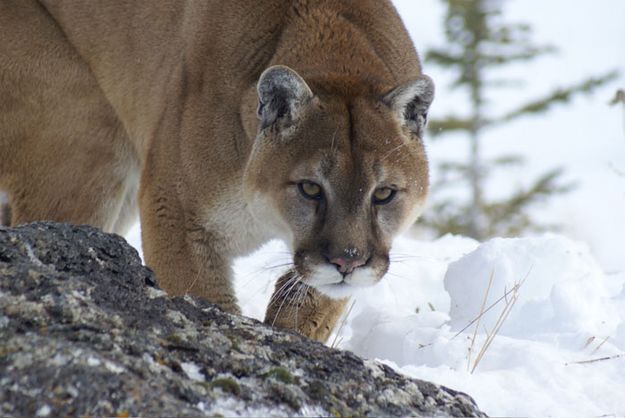 Mountain Lion. Photo by Cat Urbigkit, Pinedale Online.