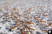Pronghorn herd. Photo by Wildlife Conservation Society..