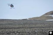 Helicopter herding pronghorn. Photo by Cat Urbigkit, Pinedale Online.