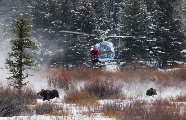 Darting moose from helicopter. Photo by Mark Gocke, WGFD.