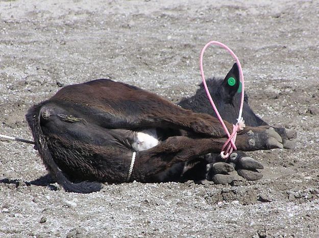 Tied Calf. Photo by Dawn Ballou, Pinedale Online.