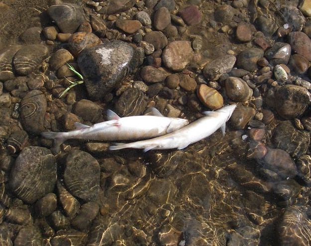 Dead fish. Photo by Wyoming Game & Fish.