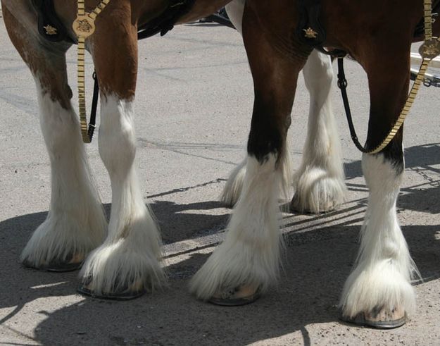 Clydesdale legs. Photo by Dawn Ballou, Pinedale Online.