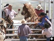 Trouble in the Chute. Photo by Clint Gilchrist, Pinedale Online.