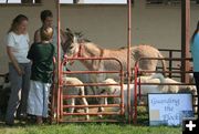 Livestock Guardians. Photo by Dawn Ballou, Pinedale Online.