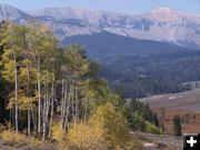 Triple Peak Yellow Aspen. Photo by Scott Almdale.