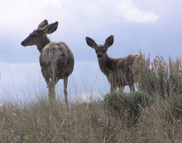 Mule Deer Movement. Photo by Pinedale Online.