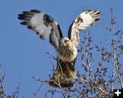 Rough Legged Hawk. Photo by Dave Bell.