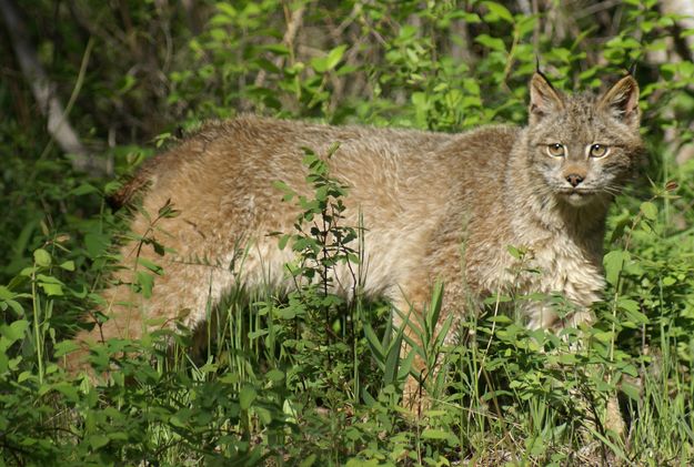 Canada Lynx. Photo by Cat Urbigkit.