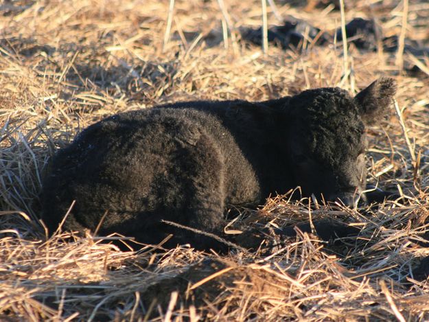 Resting. Photo by Dawn Ballou, Pinedale Online.
