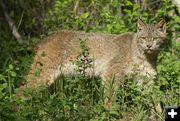 Canada Lynx. Photo by Cat Urbigkit.