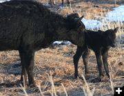 New calf. Photo by Dawn Ballou, Pinedale Online.