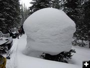 Snow Mushroom. Photo by Van Huffman.