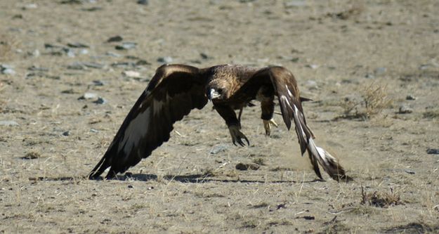 Eagle landing. Photo by Cat Urbigkit, Pinedale Online.