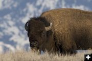 Bison. Photo by Mark Gocke.