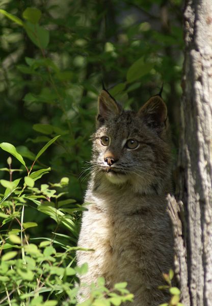Lynx. Photo by Cat Urbigkit.