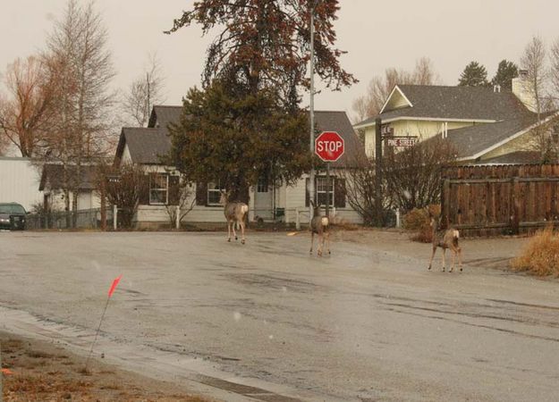 Deer Crossing. Photo by Dawn Ballou, Pinedale Online.