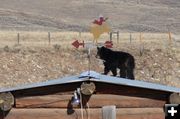 Bear Cub on the roof. Photo by Paul and Barbara Ellwood.