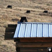 Cattle in the background. Photo by Clint Gilchrist, Pinedale Online.