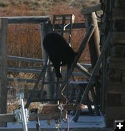 Down the Ladder. Photo by Dawn Ballou, Pinedale Online.