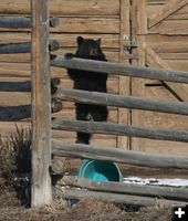 Climbing the fence. Photo by Dawn Ballou, Pinedale Online.