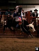 Bull Ride 5. Photo by Carie Whitman.