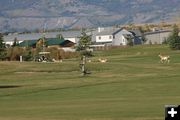 Fore!. Photo by Pam McCulloch, Pinedale Online.